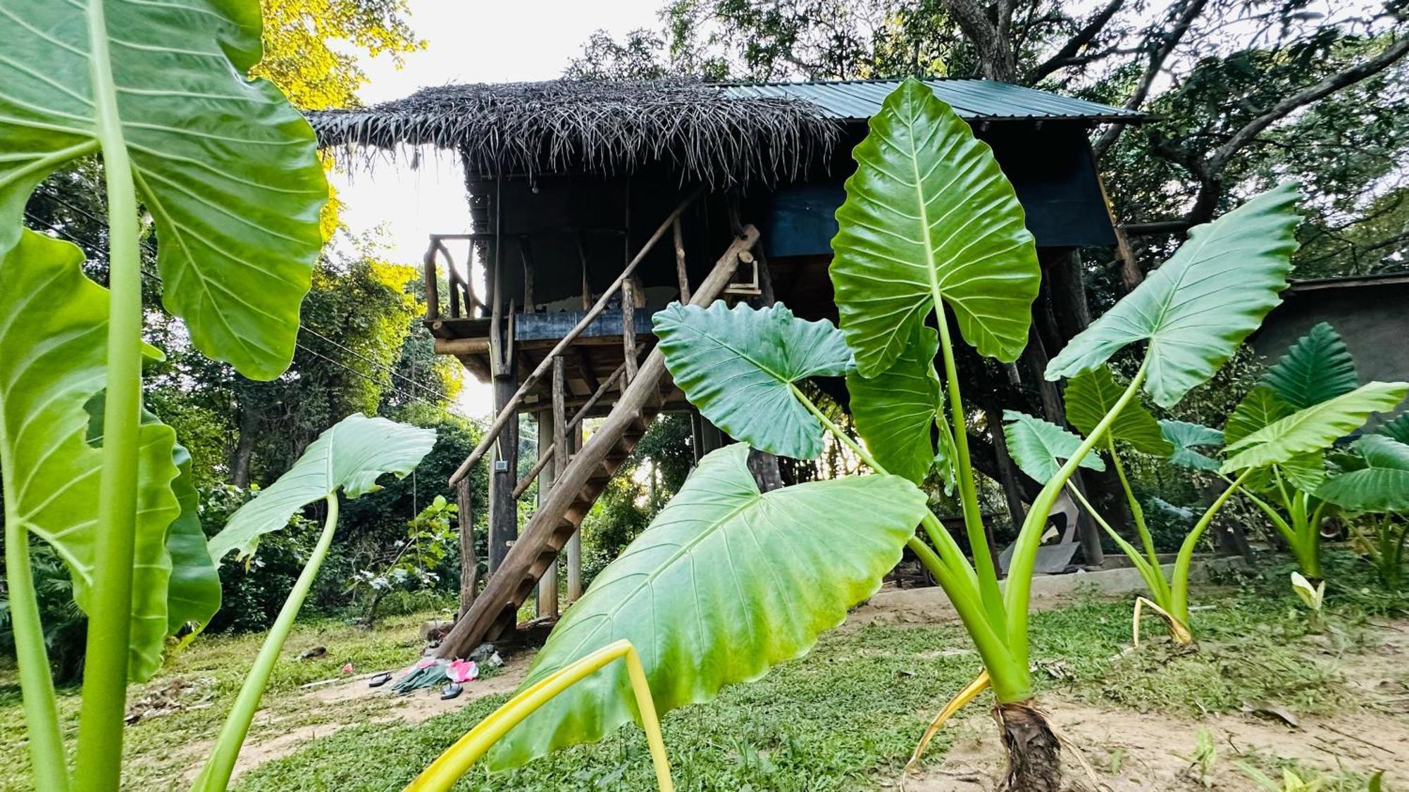 Sigiri Veenus Paradise Sigiriya Eksteriør bilde
